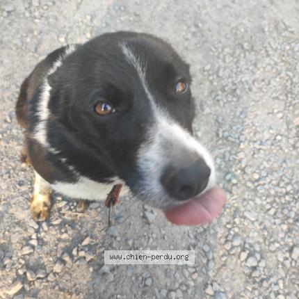 Photo de chien perdu à Hillion