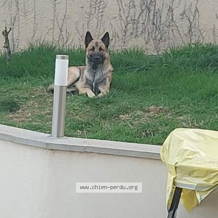 Photo 1/1 Chien retrouvé Perdu à St quentin fallavier