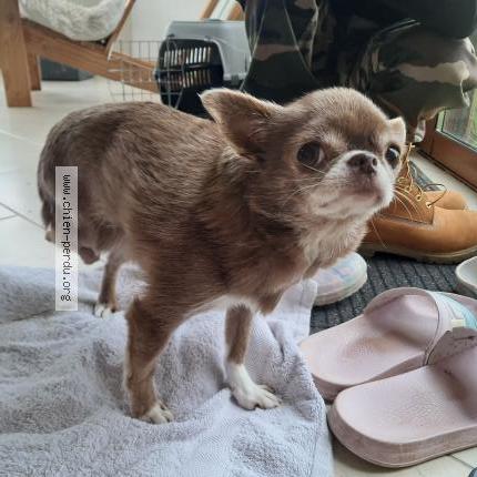 Photo de chien trouvé à Ploeuc L Hermitage