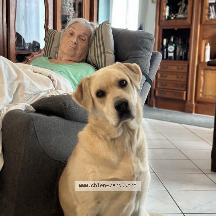 Photo de chien perdu à Pourcieux
