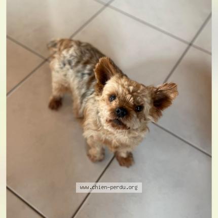 Photo de chien perdu à Ploemeur