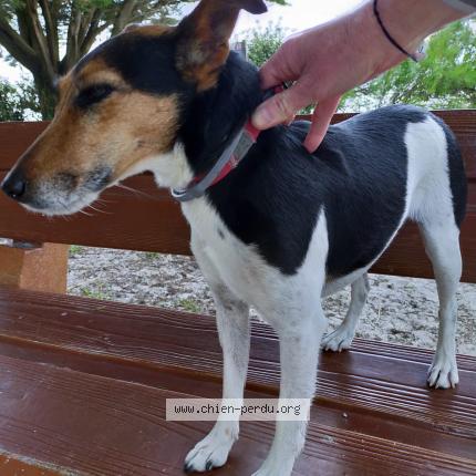 Photo 1/1 Chien retrouvé Trouvé à Foret fouesnant