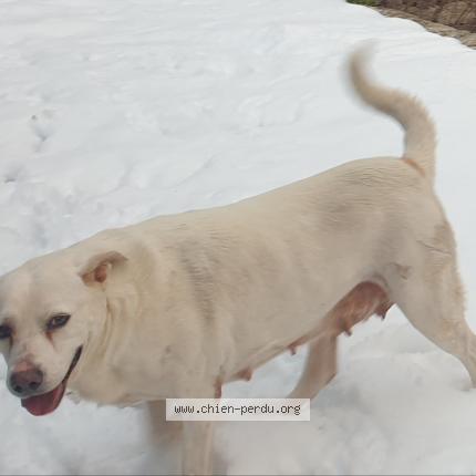 Photo 1/1 Chien retrouvé Perdu à Saint genis pouilly