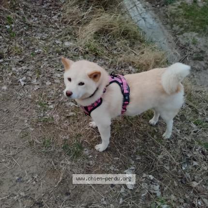 Photo 1/1 Chien retrouvé Perdu à Eurre