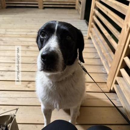 Photo de chien trouvé à Baden