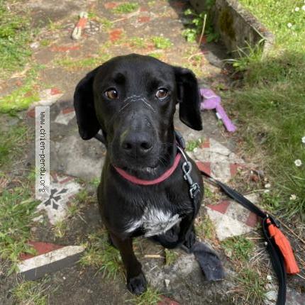 Photo 1/1 Chien retrouvé Trouvé à Nantes