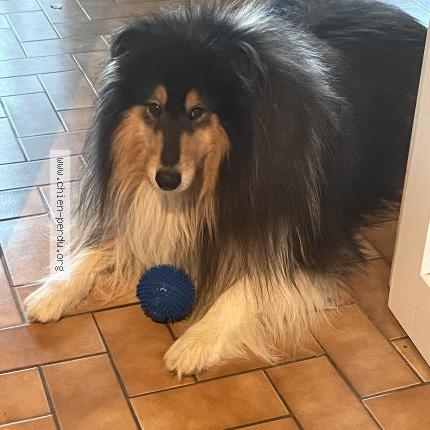 Photo de chien perdu à Scaer