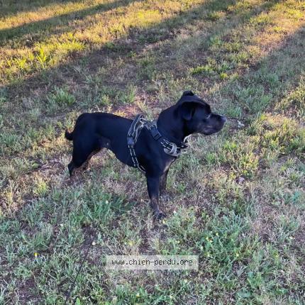 Photo de chien perdu à Rouffilhac