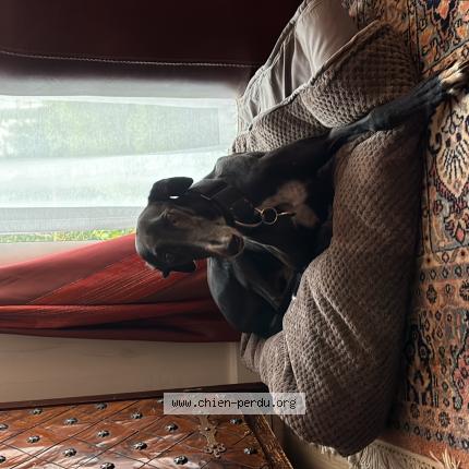 Photo de chien perdu à Eclaron