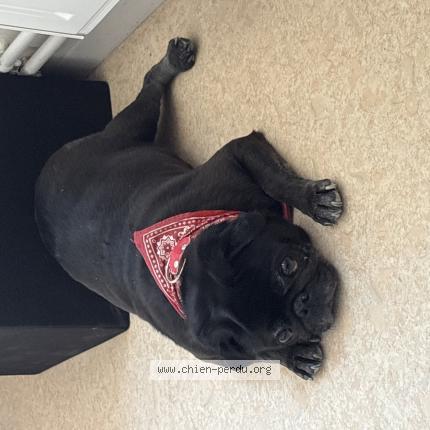 Photo de chien perdu à Devilles Les Rouen