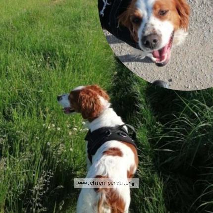 Photo 1/1 Chien retrouvé Perdu à Montlivault