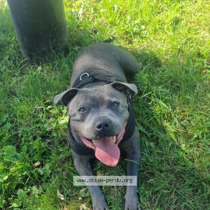 Photo 1/1 Chien retrouvé Perdu à Jagny sous bois