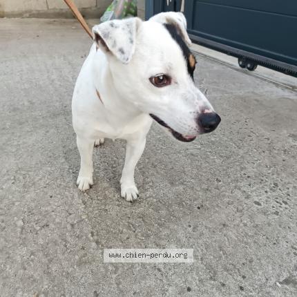 Photo de chien trouvé à Trept