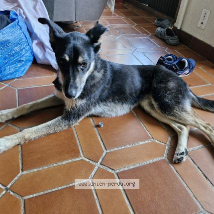 Photo 1/1 Chien retrouvé Trouvé à Saint broladre