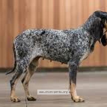 Photo 1/1 Chien retrouvé Perdu à Le cannet des maures