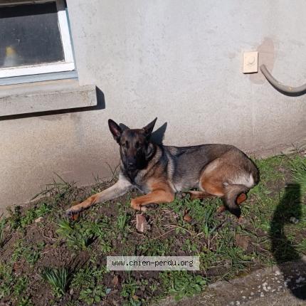 Photo de chien perdu à Villeneuve Saint Georges