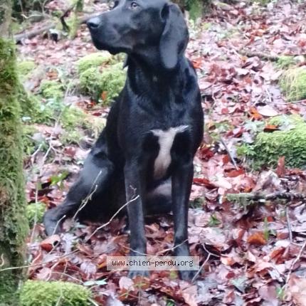 Photo 1/1 Chien retrouvé Perdu à Padirac