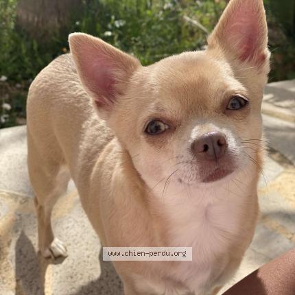 Photo de chien perdu à Cannes
