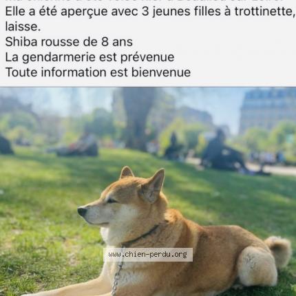 Photo 1/1 Chien retrouvé Perdu à Beaulieu sur loire