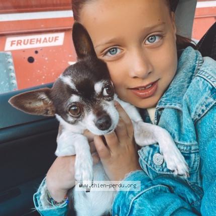 Photo 1/1 Chien retrouvé Perdu à Marseille