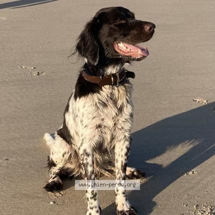 Photo 1/1 Chien retrouvé Perdu à Saint ouen de thouberville