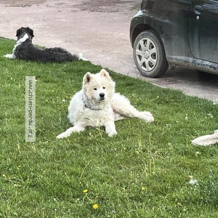 Photo 1/1 Sam Chien perdu à Behencourt