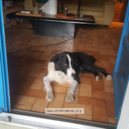 Photo 1/1 Chien retrouvé Trouvé à Quimper