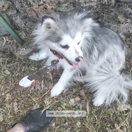 Photo 1/1 Chien retrouvé Trouvé à Trans en provence