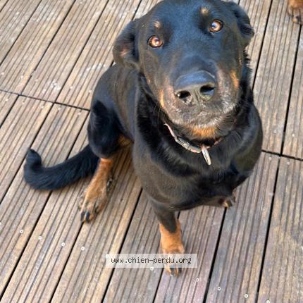 Photo 1/1 Chien retrouvé Perdu à Laroque timbaut