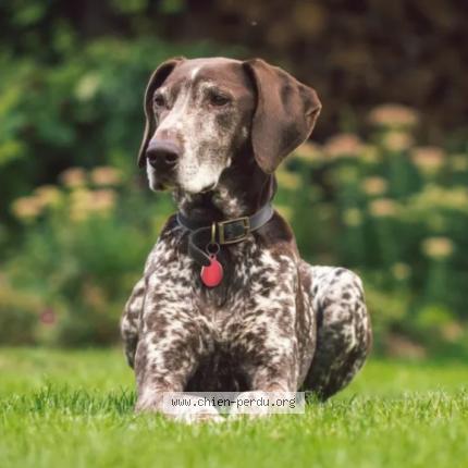 Photo de chien perdu à Cheille