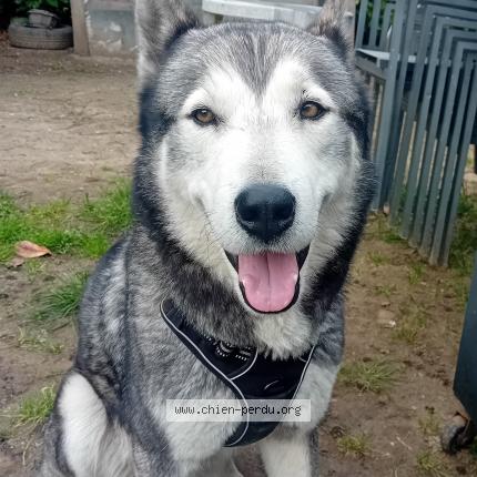 Photo de chien perdu à Saint Avit