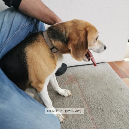 Photo 1/1 Chien retrouvé Trouvé à La ferriere