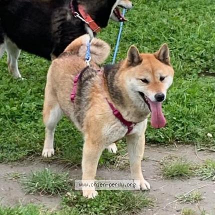 Photo de chien perdu à La Londe