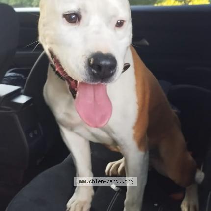 Photo de chien trouvé à Ponteves