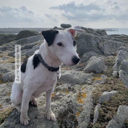 Photo de chien perdu à Tregastel
