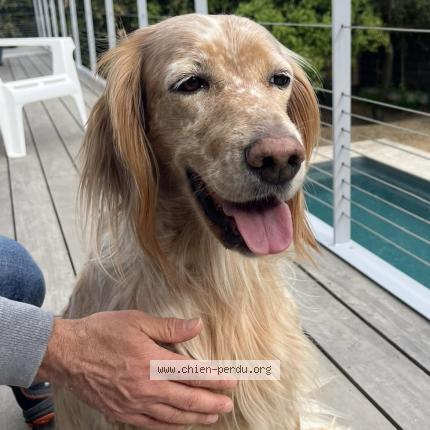 Photo 1/1 Chien retrouvé Trouvé à Les sables d olonne