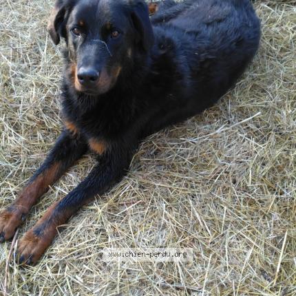 Photo 1/1 Chien retrouvé Perdu à Sainte colombe de villeneuve