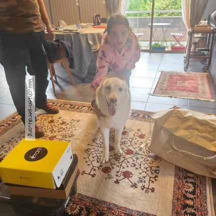 Photo de chien trouvé à Thouare Sur Loire