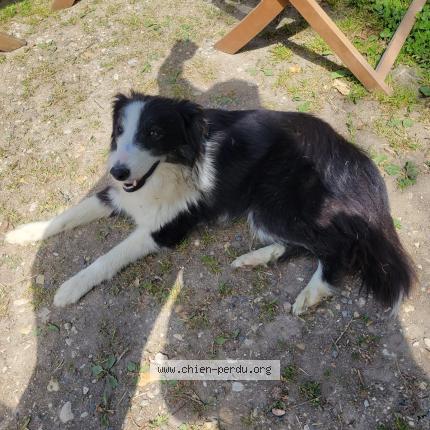 Photo 1/1 Chien retrouvé Trouvé à Landres et saint georges