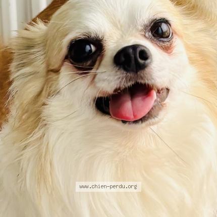 Photo de chien perdu à Saint Etienne Du Rouvray