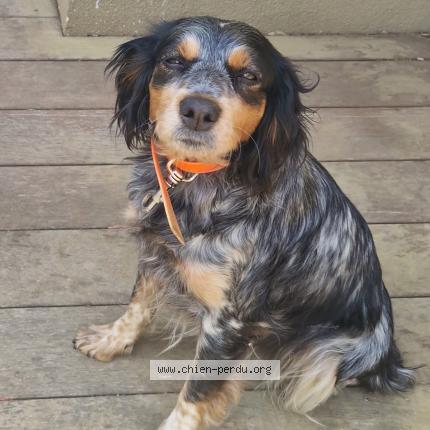 Photo 1/1 Chien retrouvé Trouvé à Bonifacio