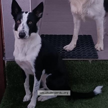 Photo 1/1 Chien retrouvé Perdu à Clarensac