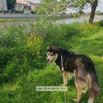 Photo 1/1 Chien retrouvé Perdu à Saintes