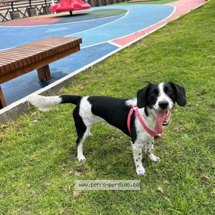 Photo de chien perdu à Iquique