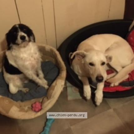 Photo de chien perdu à St Just Le Martel 87590