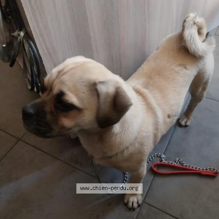 Photo 1/1 Chien trouvé Trouvé à Noisy le sec