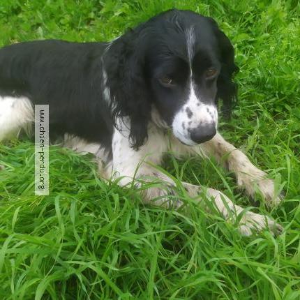 Photo de chien trouvé à Saint Jean Bonnefonds