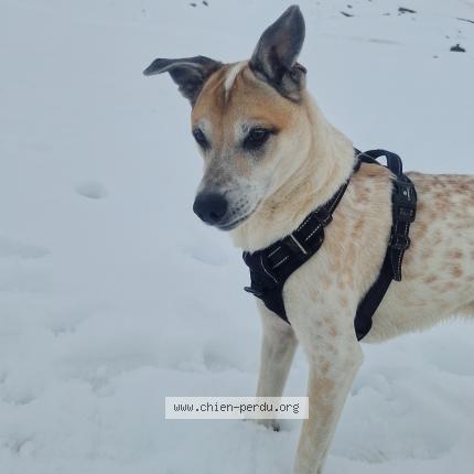 Photo 1/1 Chien retrouvé Perdu à Mazeres lezons