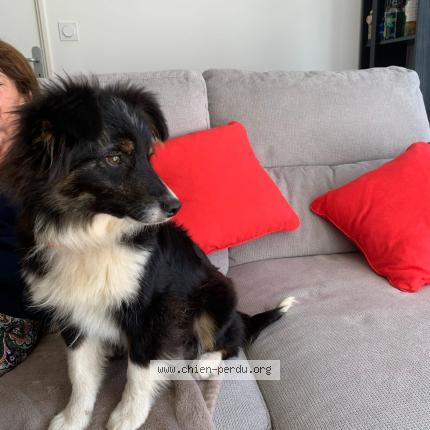 Photo de chien perdu à Goven