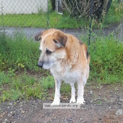 Photo de chien trouvé à Ouillon